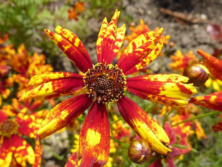 Dwarf Coreopsis 'Radiata' Tigrina