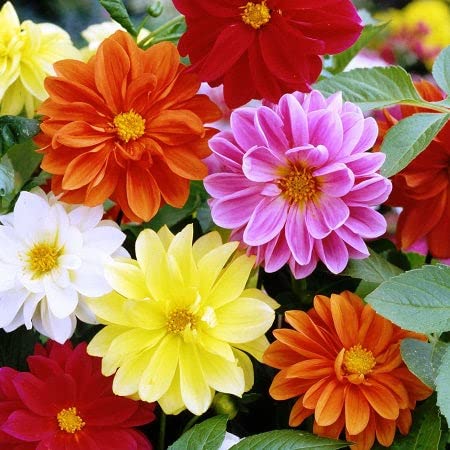Dwarf Dahlia 'Unwin's' mix