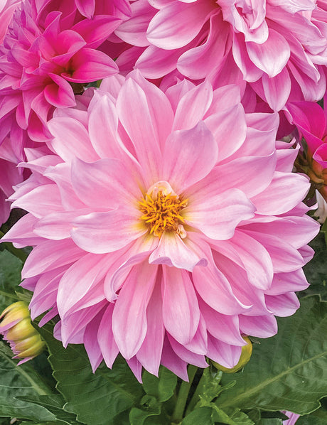 Dwarf Dahlia double 'Opera'