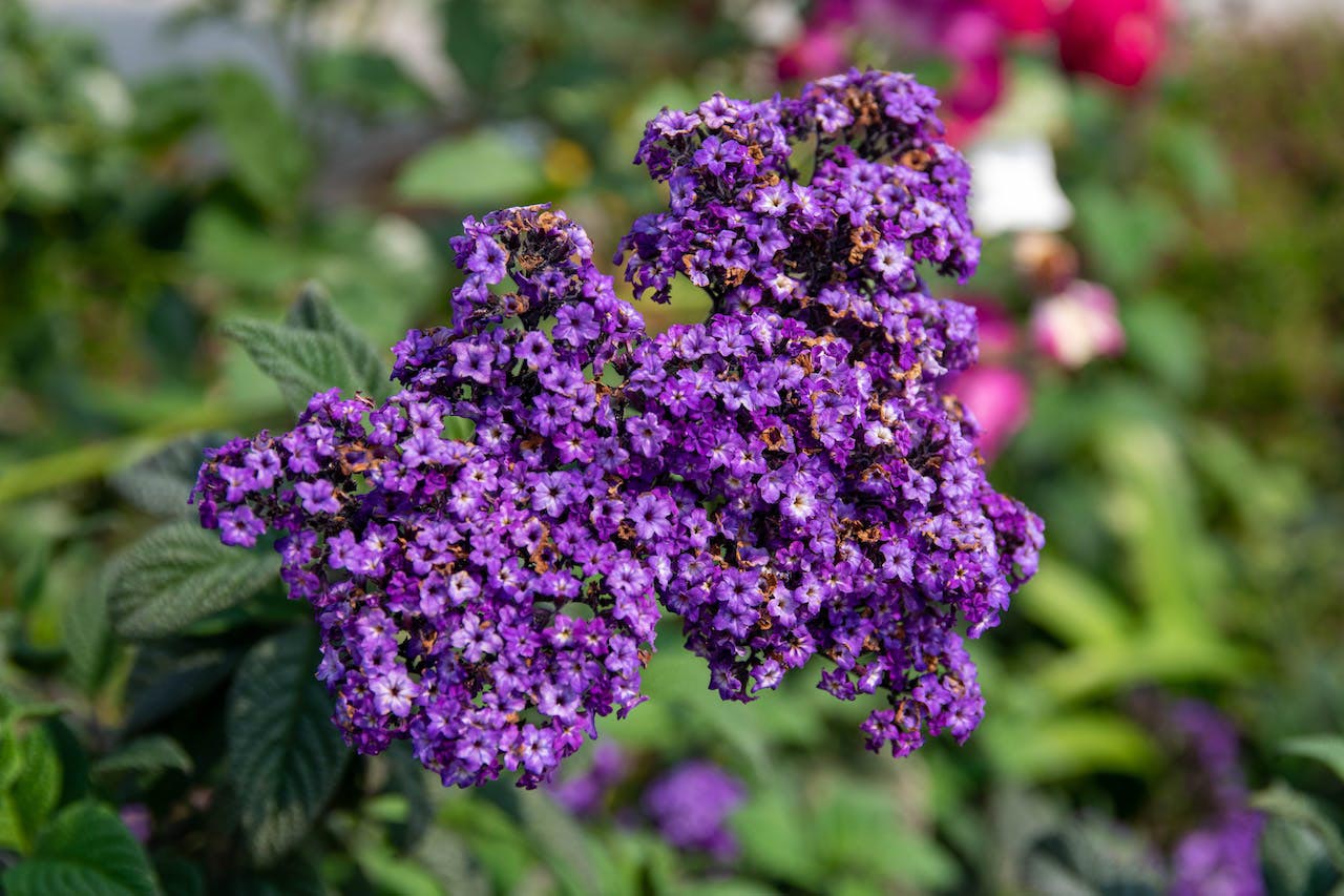 Dwarf Heliotrope Marine