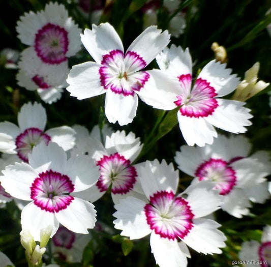 Dwarf Maiden Pink white-red