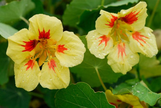 Dwarf Nasturtium Peach Melba