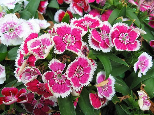 Dwarf Pink 'Persian carpet' mix