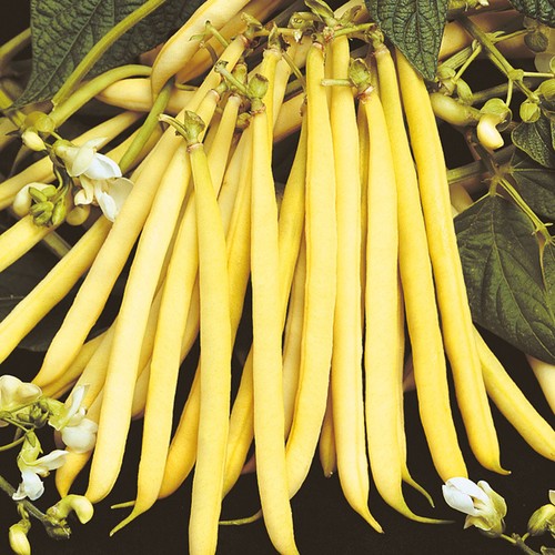 Dwarf bean 'Goldpantera'