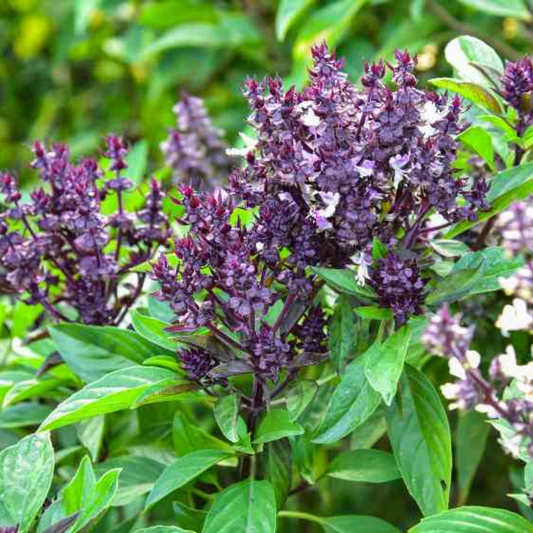 Thai Basil