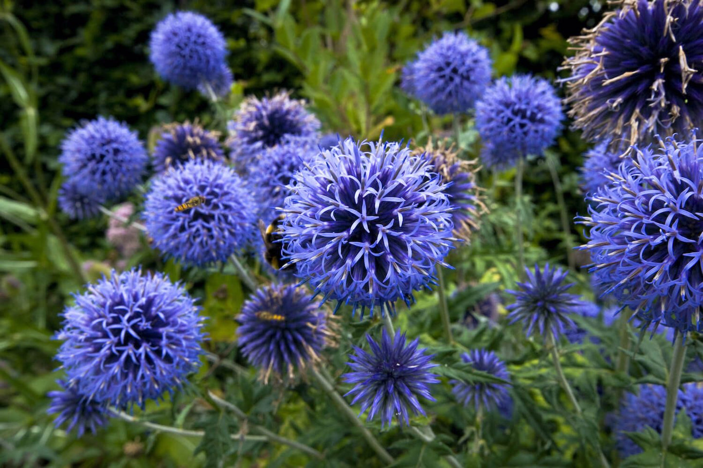 Echinops ( Globe Thistle )