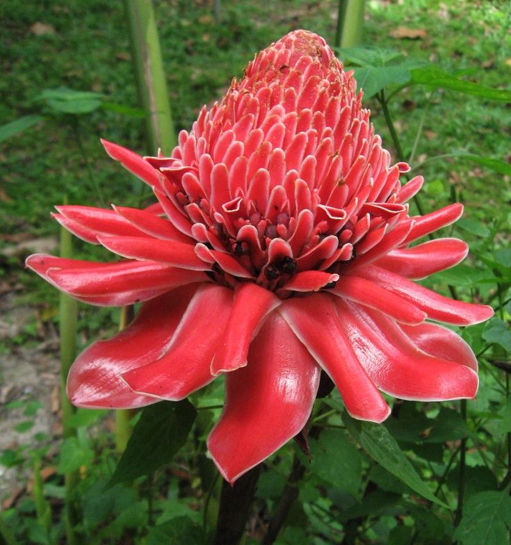 Etlingera elatior Red (Red Torch Ginger)