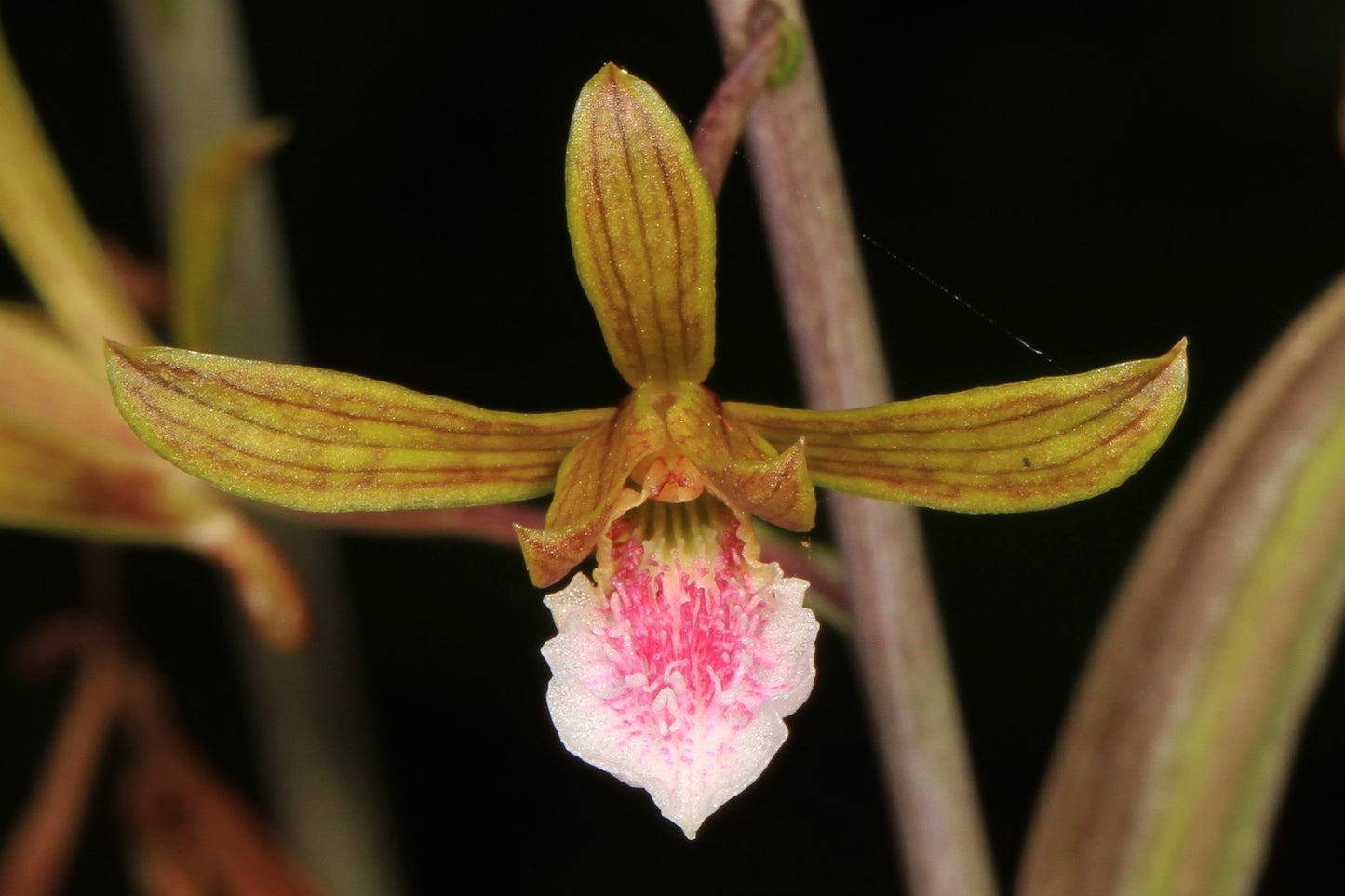 Eulophia graminea Chinese Crown Orchid