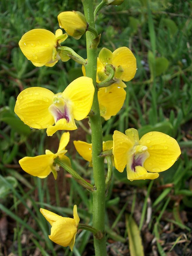 Eulophia speciosa orchid