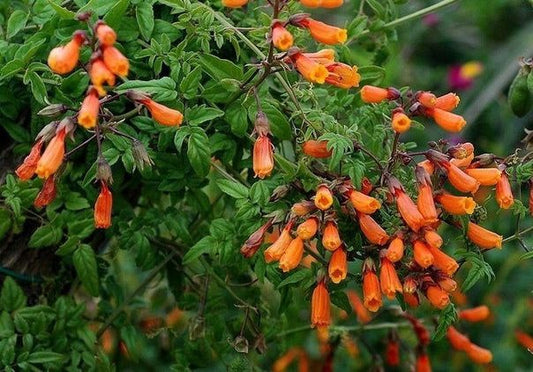 Chilean Glory Flower - Eccremocarpus Scaber