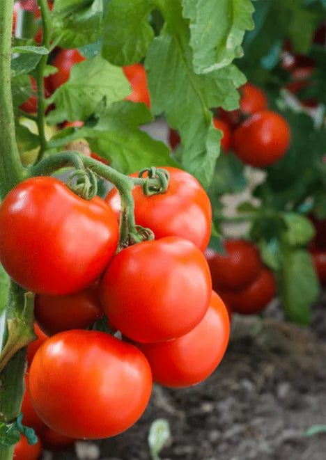 Falcon Tomato