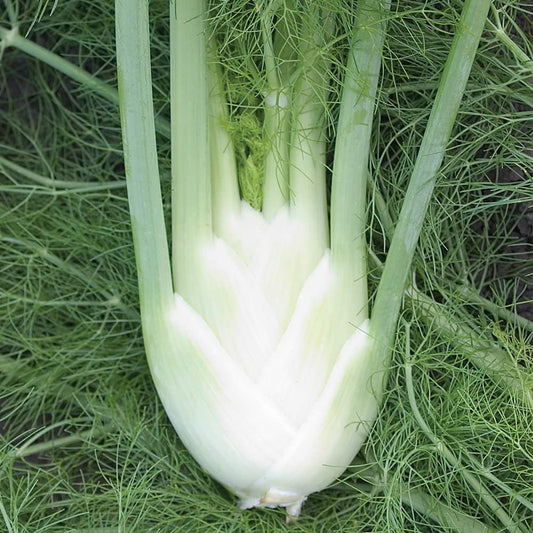 Fennel Bulb 'Florence'
