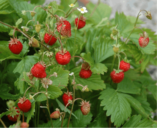 Field strawberry - Regina