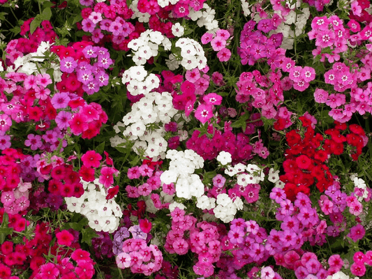 Phlox Drummondii Mix flowers in vibrant pink, white, and red hues.