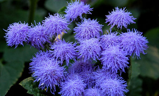 Floss Flower Blue Mink