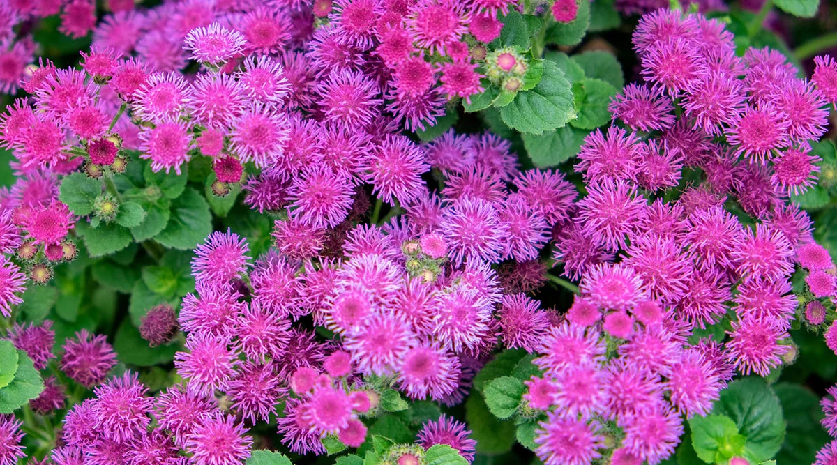 Floss Flower Dwarf Pink