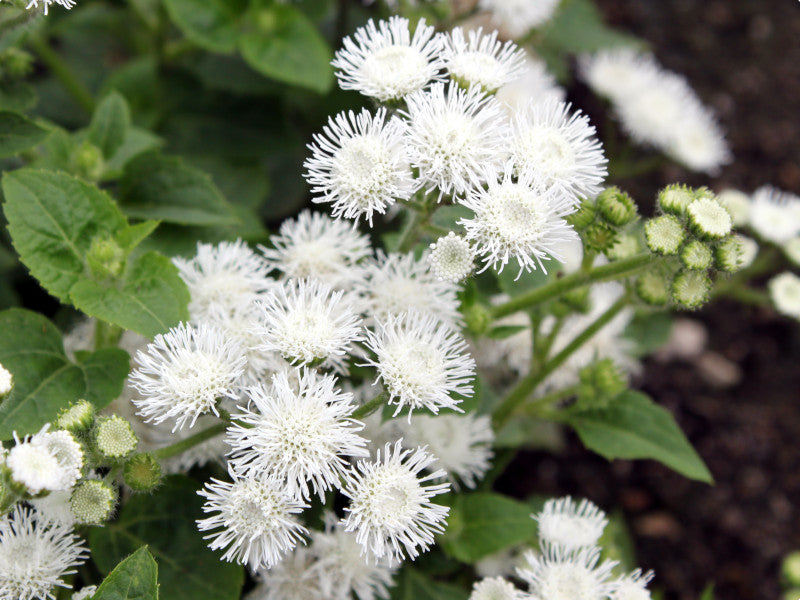 Floss Flower Dwarf White