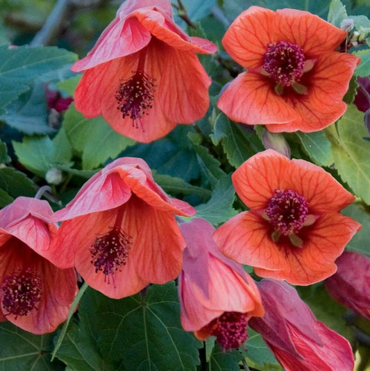 Flowering Maple Mix