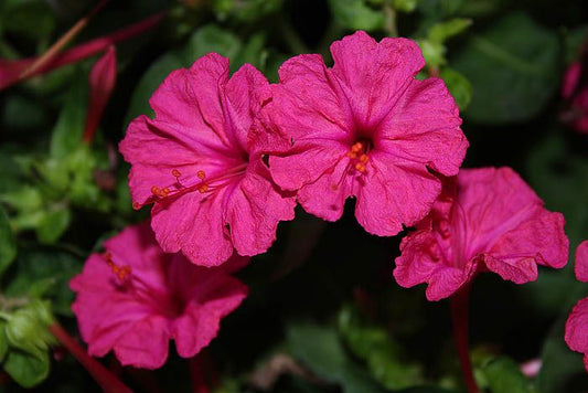 Four O'clock Flower Violet