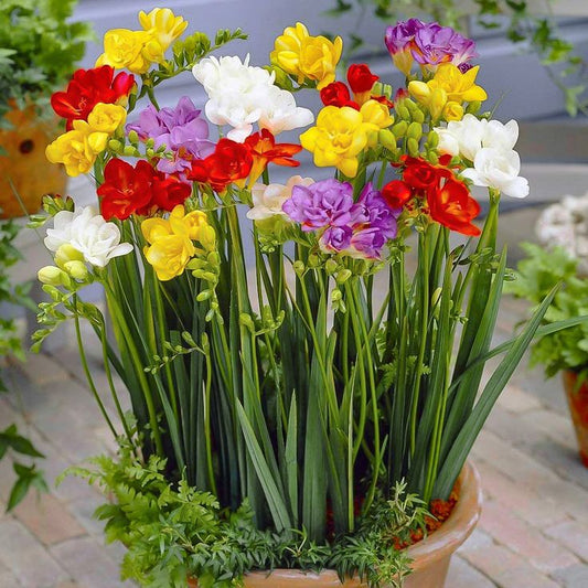 Freesia Mix