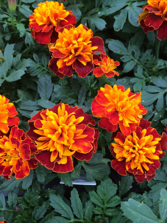 French marigold Champion 'Harmony'