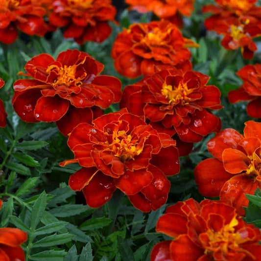 French marigold Double 'Brocade' red
