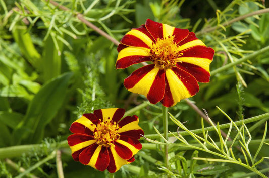 French marigold 'Dandy Stripe'
