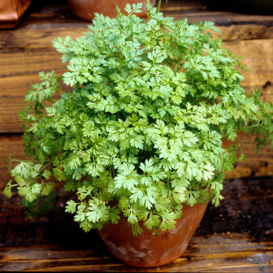 Frenk Maydanozu (Chervil)