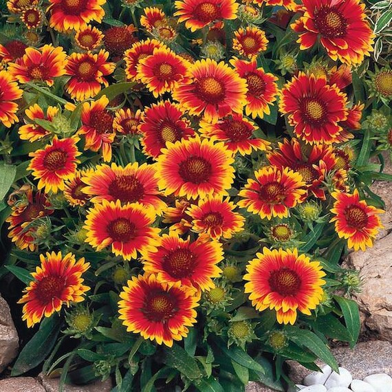 Gailardia aristata Blanketflower mix
