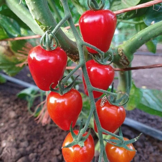 Gardener’s Sweetheart Tomato
