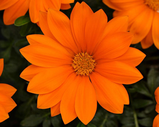 Gazania Orange