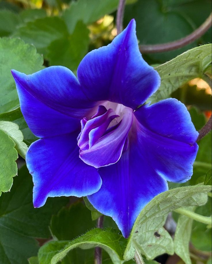 Giant Floral Ipomea Blue Picotee