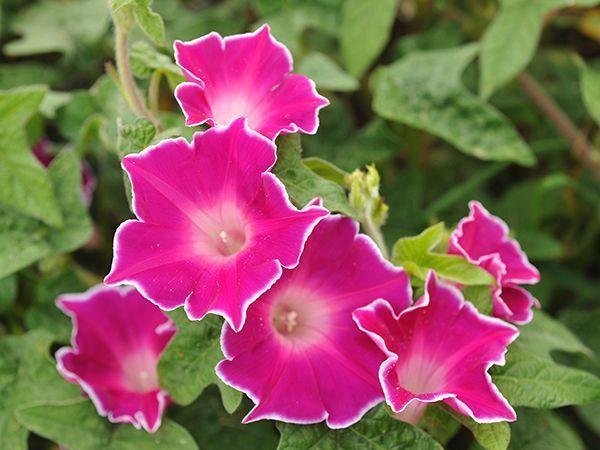 Giant Floral Ipomea Red Picotee