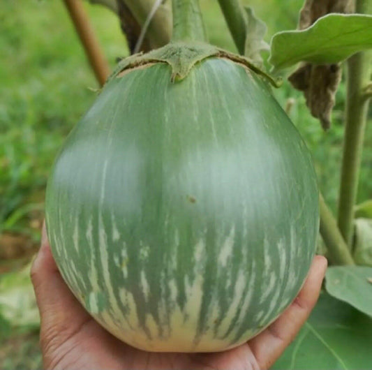 Giant Thai Giant Green Eggplant