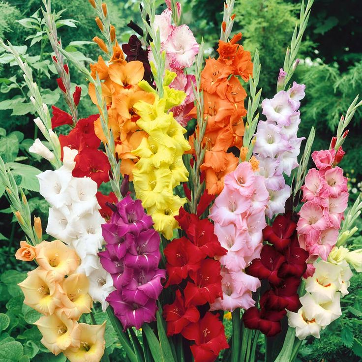 Gladiolus mix
