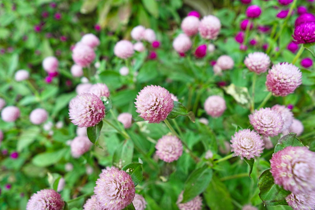 Globe Amaranth Tall Mix