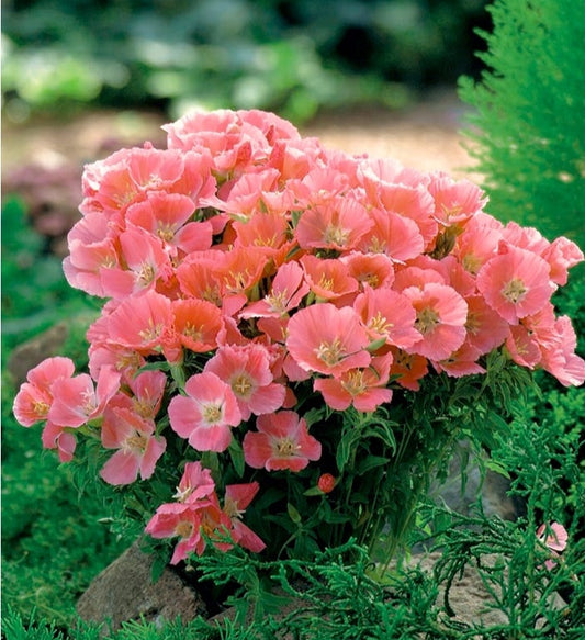 Godetia 'Orange Glory'