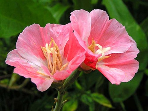 Godetia 'Sybil Sherwood'