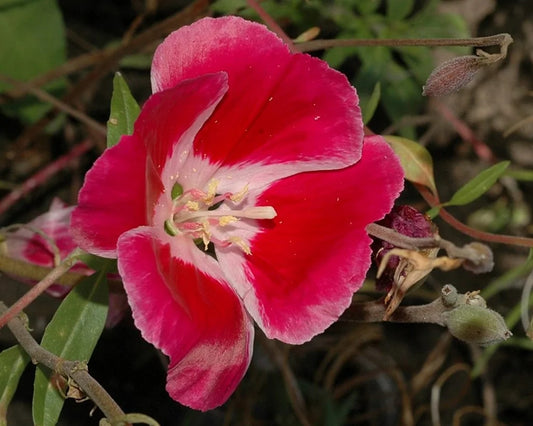Godetia grandiflora 'Meteor' dark red