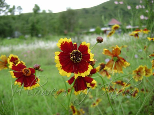 Golden-Crown Coreopsis