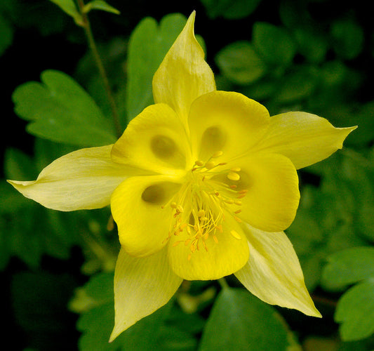 Golden Columbine
