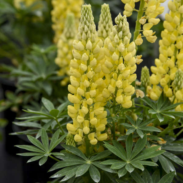 Golden Yellow Lupine