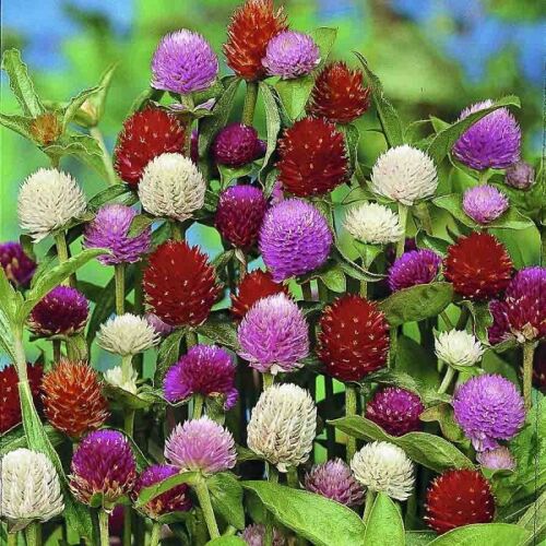 Gomphrena mixed