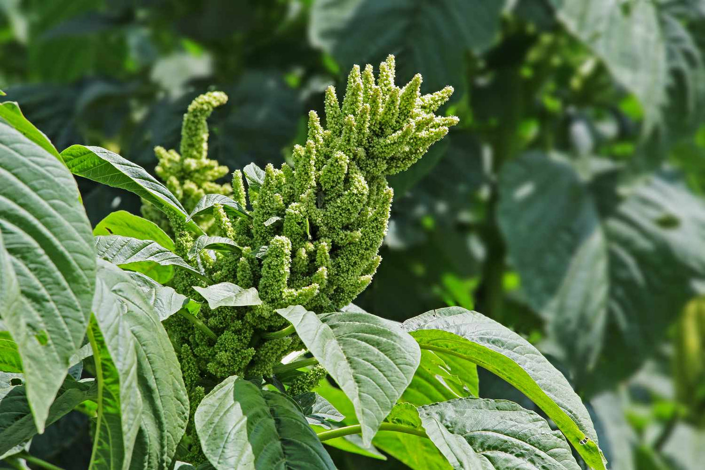 Green Amaranth Thumb
