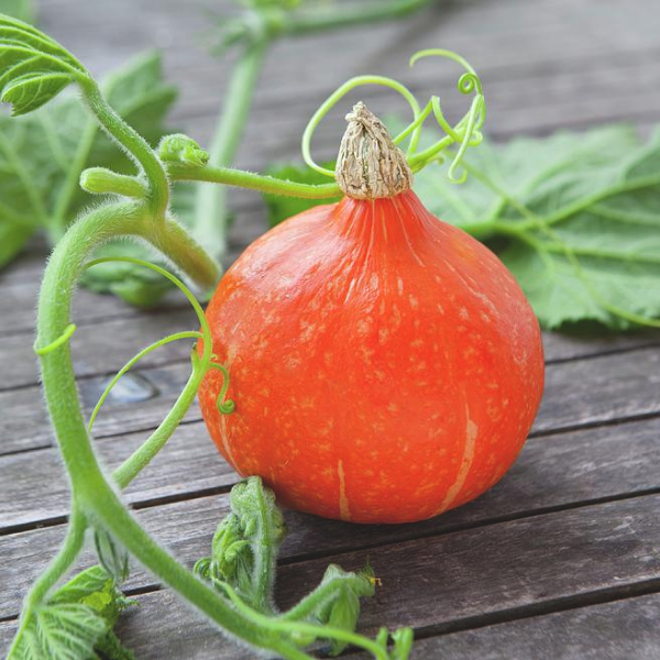 Hokkaido Pumpkin
