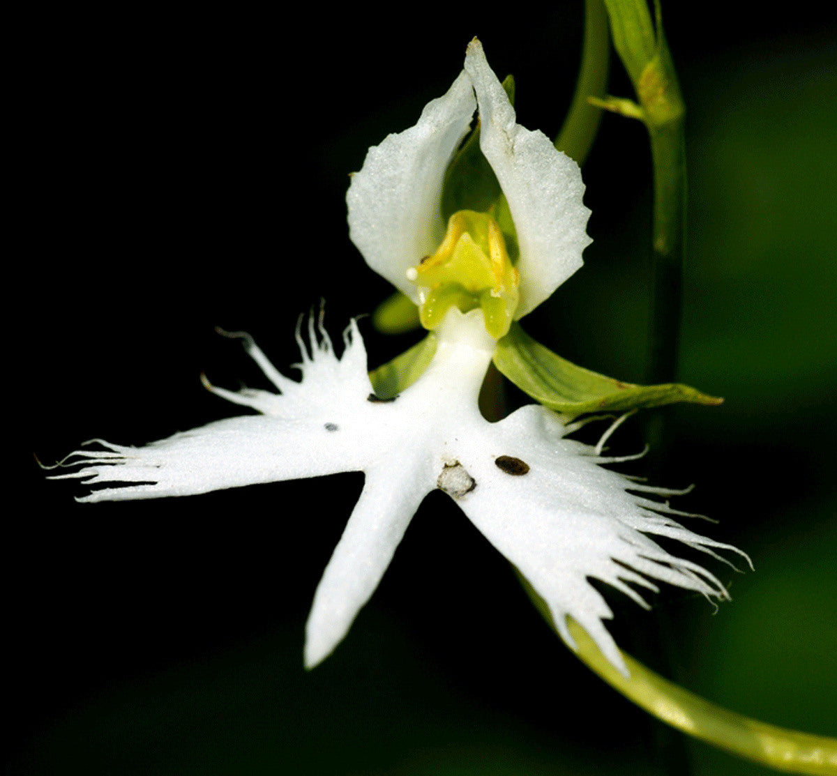 Habenaria radiata