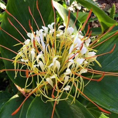 Hedychium Ellipticum