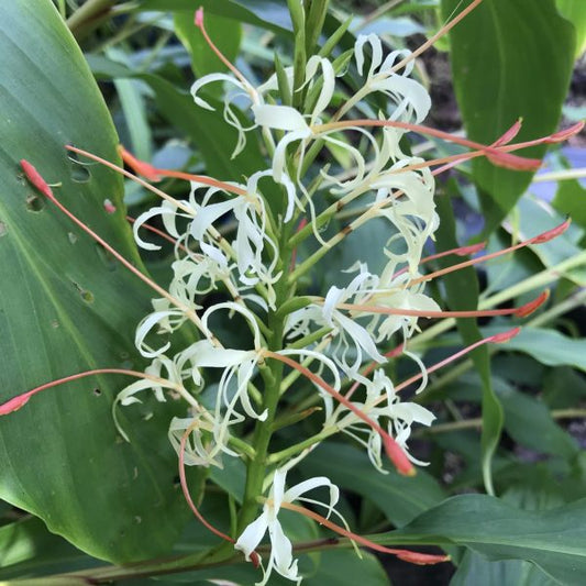 Hedychium Gracile