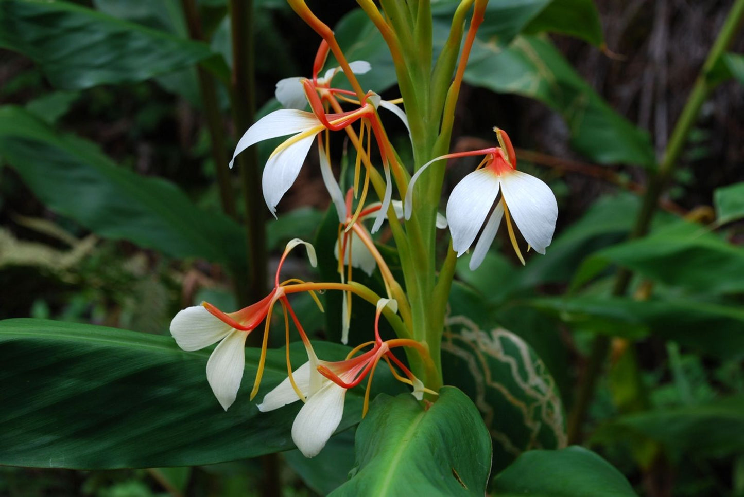 Hedychium Spicatum