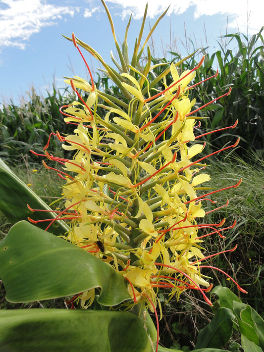 Hedychium gardnerianum